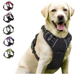 Dog harness leash and collar set complete walking kit matching nylon