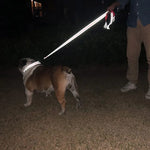 Reflective dog harness and leash set chest clip detail hardware