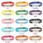 Personalized dog collar on small dog lifestyle portrait