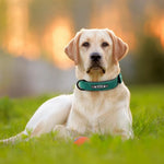 Personalized leather dog collar hardware buckle and D-ring detail