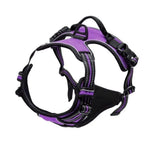 Dog harness leash and collar set on dog walking in park