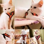 Mesh dog harness and leash set green color variant lifestyle walk